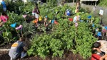 Naturgarten in der Schule: Wo früher Schafe weideten, wachsen jetzt Karotten