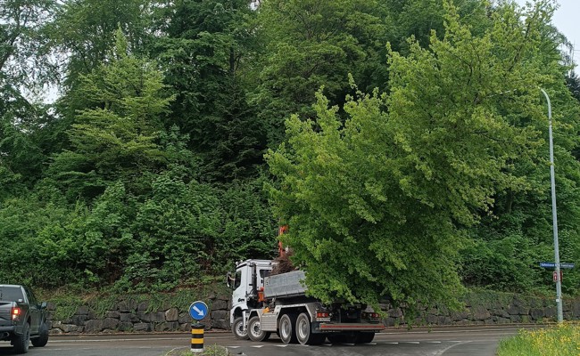 Aufsehenerregende Zügelaktion in Berneck: Meterhohe Bäume an neuen Standort versetzt