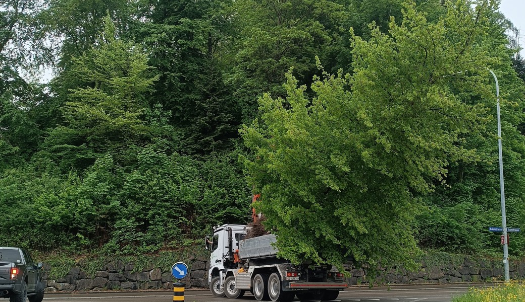 Aufsehenerregende Zügelaktion in Berneck: Meterhohe Bäume an neuen Standort versetzt