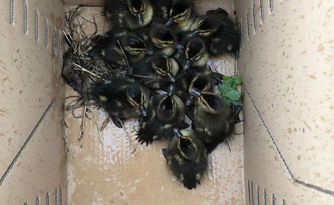 Polizisten helfen Enten in Not