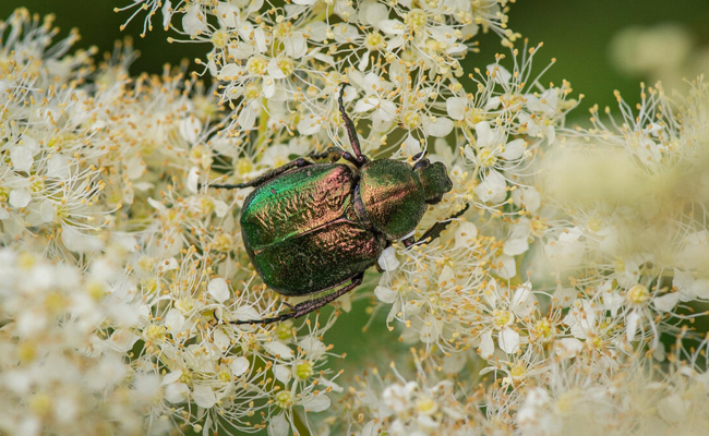 Insekten retten das Leben: WWF-Exkursion zur Bedeutung der kleinen Wesen für Natur und Mensch