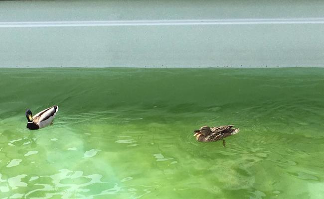 Kater verdirbt Enten den Badespass