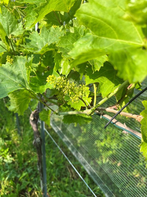 Im Juni standen die Reben in Blüte. Im Juni standen die Reben in Blüte.