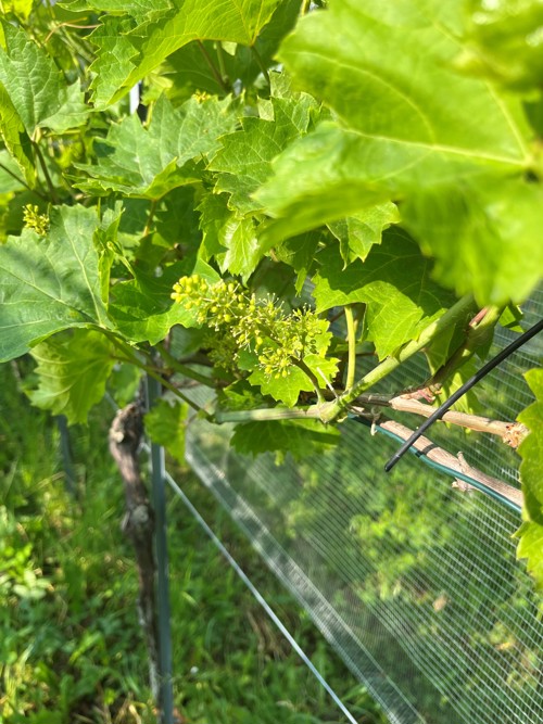 Im Juni standen die Reben in Blüte.