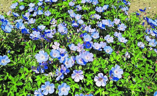 Garten: Zart, aber wild