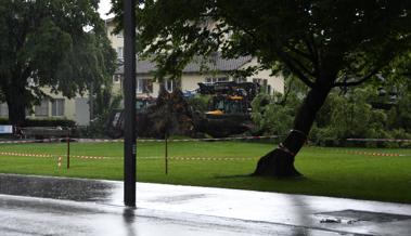 Sturm haut alte Linde um