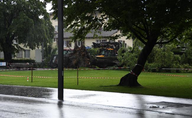 Sturm haut alte Linde um