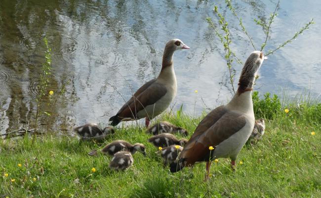 Tierischer Familienausflug