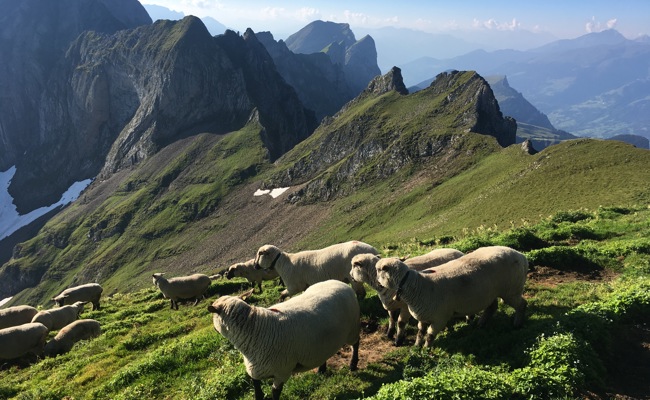 Nach Wolfsangriff: Die Schafzüchter beenden die Saison abrupt