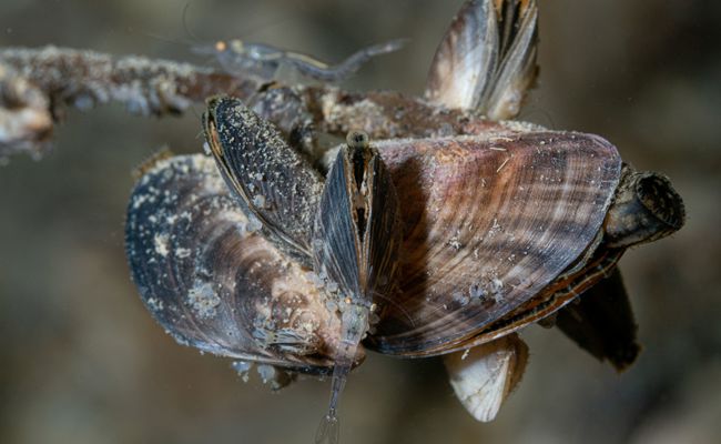 Ziel ist es, die Quagga-Muscheln in umweltfreundlichen Zement zu verwandeln