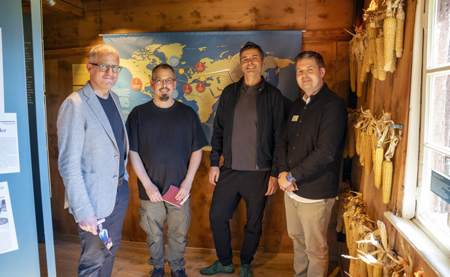Traditionsgewächs: Ribelmais bekommt  eigene Ausstellung im Schloss Werdenberg
