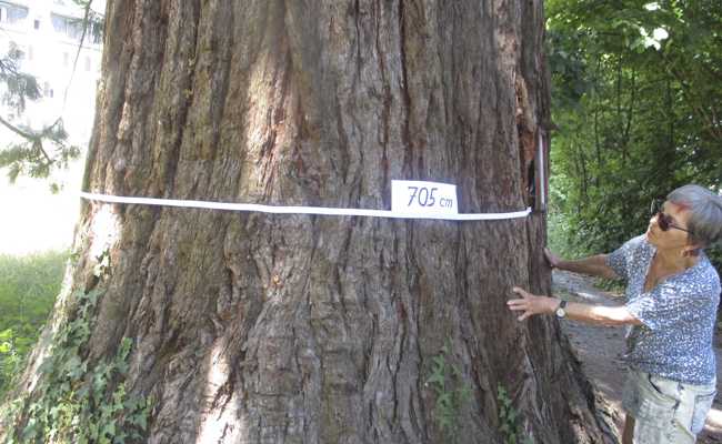 Riesenmammutbaum im Marienburg-Park: Der Baumriese ist ein Naturdenkmal