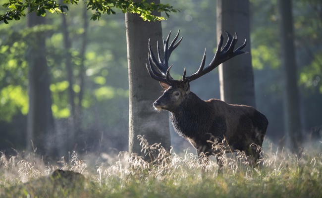 Wildbestände im Alpstein: Warum Feldhasen verschwinden und es mehr Hirsche gibt