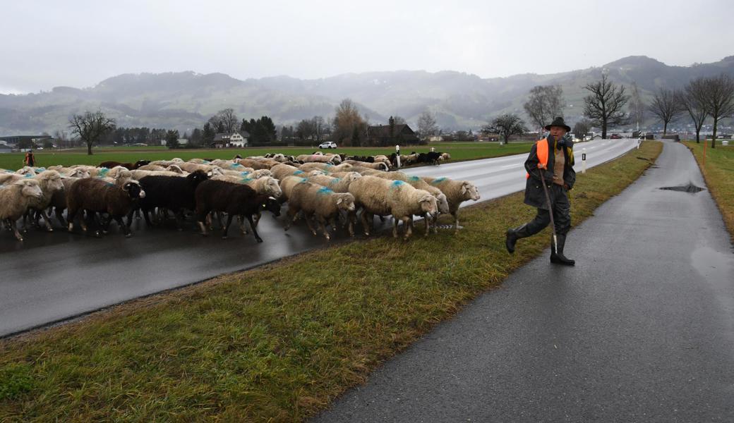 Zügig und sicher überqueren Schäfer und Herde die Kriessnerstrasse.