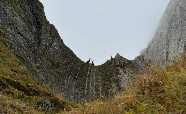 Zwischen Nebel, Nervosität und steilen Felswänden: Auf Steinbock-Jagd im Alpstein