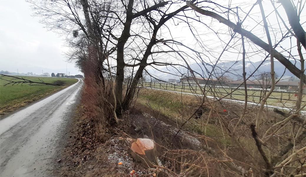 Die Ländernachstrasse in Widnau mit Blick nach Balgach: Der Weg ist bei Hundehalterinnen und -haltern beliebt. 