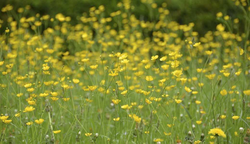 Ostern verheisst Leben in Fülle. 