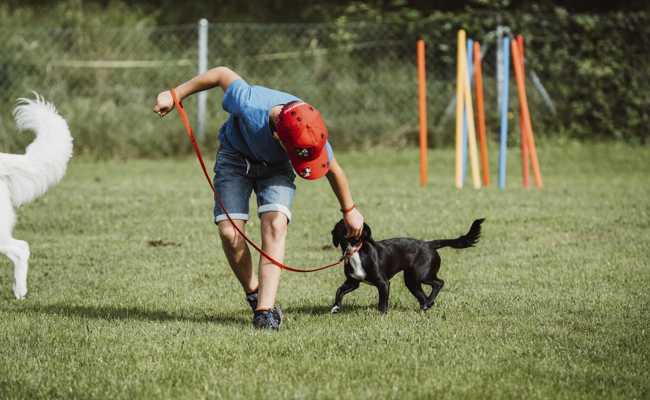 Der Hundesportverein Hirschensprung feiert 60-jähriges Bestehen – ein Event voller Sport und Spass