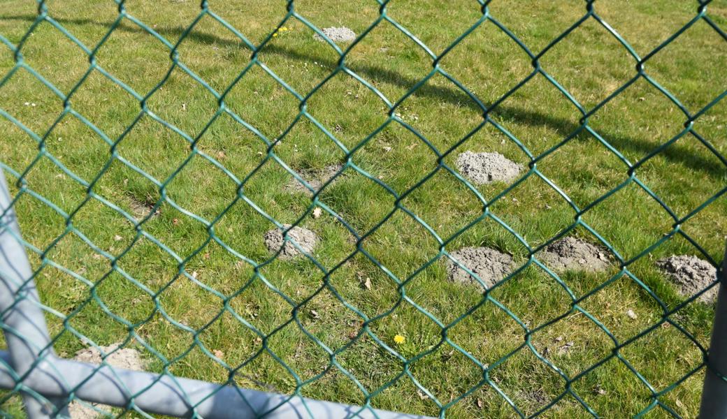Diepoldsau: Die Maulwürfe erobern Lebensräume zurück.