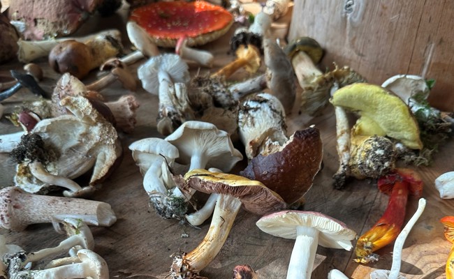 Gleich drei tödlich giftige Pilze im Korb: Pilzkontrolleure berichten über die Saison