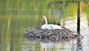 Tote Schwäne am Alten Rhein