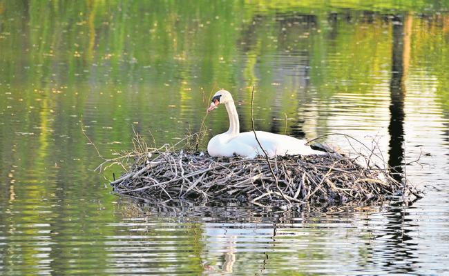 Tote Schwäne am Alten Rhein