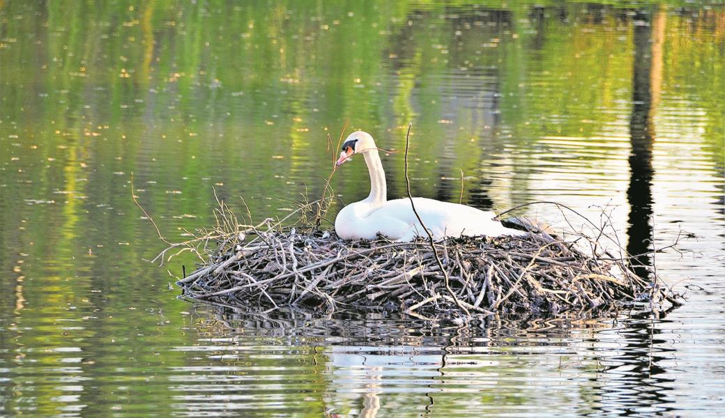 Nach dem Tod eines Schwanenweibchens am Alten Rhein sitzt nun das Männchen auf den Eiern und brütet.