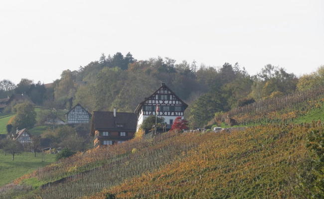 Junger Wein fliesst aus dem uralten Torkel im Bernecker Weiler Husen