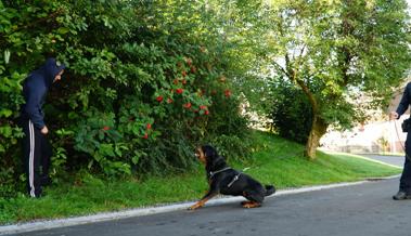 Polizeihund stellt Flüchtigen