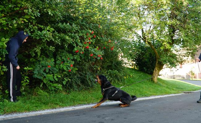 Polizeihund stellt Flüchtigen