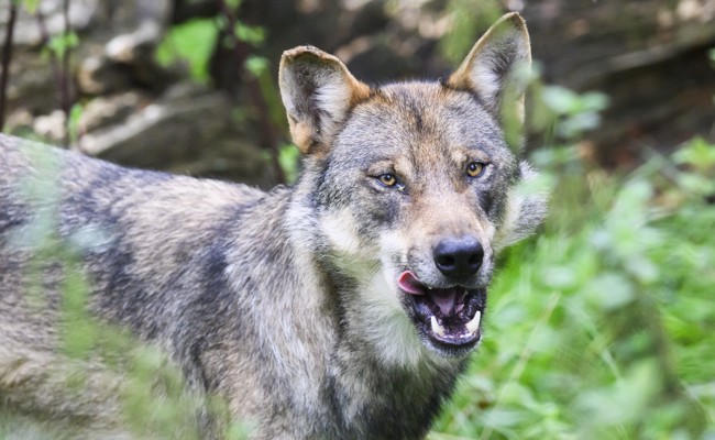 Raubtier im Werdenberg gesichtet: Wolf greift Geiss an und erregt Aufmerksamkeit