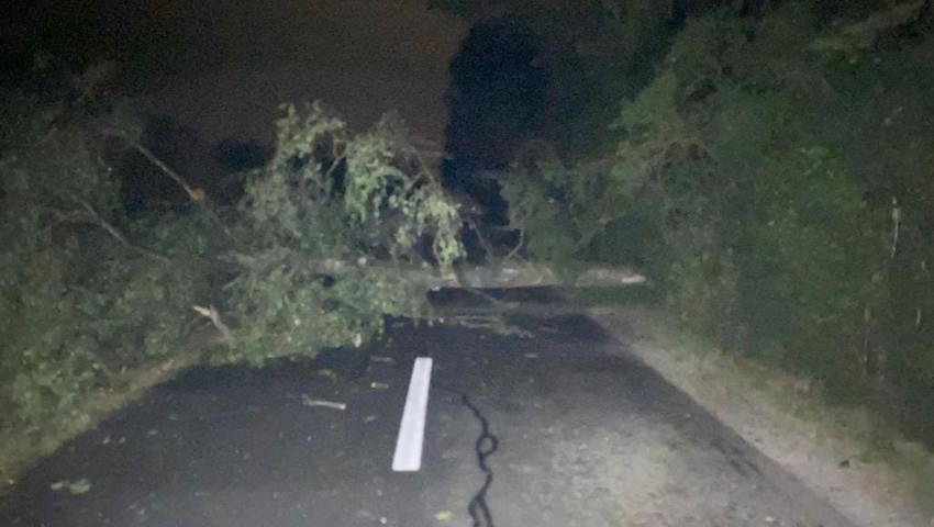 Diesen Baum musste die Feuerwehr Rebstein-Marbach ab der Rietstrasse nach Kriessern räumen.