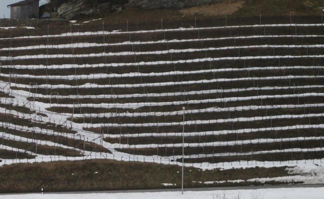 Geometrie im Rebberg
