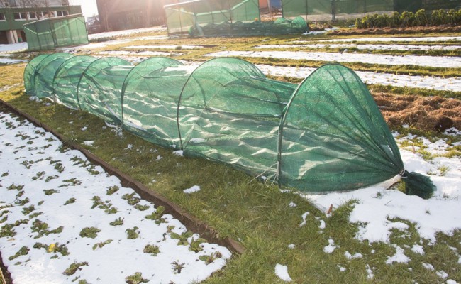 Wider den Windchill - Wintergemüse vor Wind und Wechselfrösten schützen