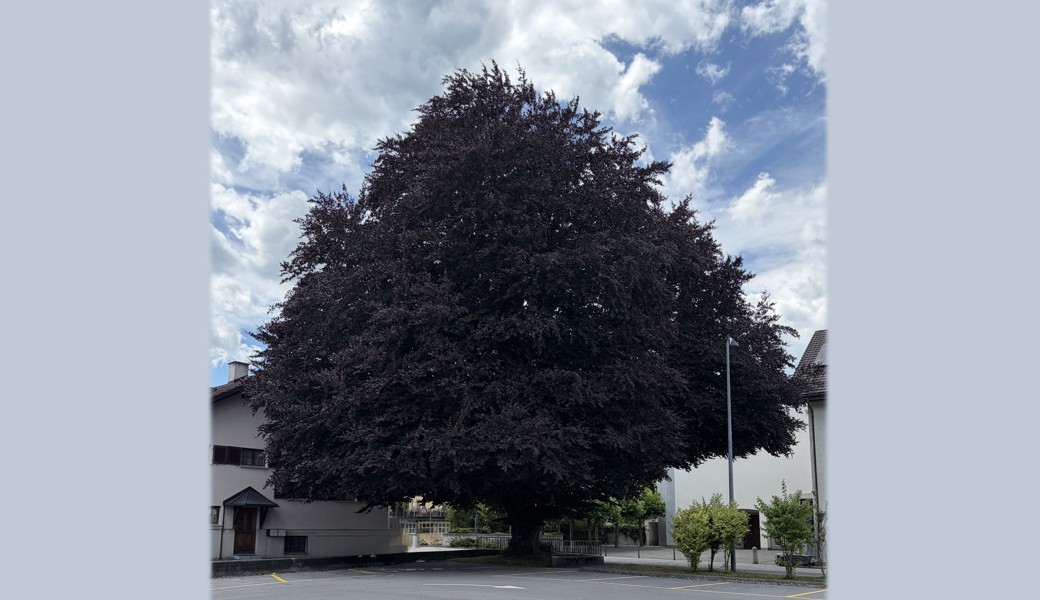 Um unnötige Fällungen zu vermeiden: Gemeinde bietet Baumberatungen an