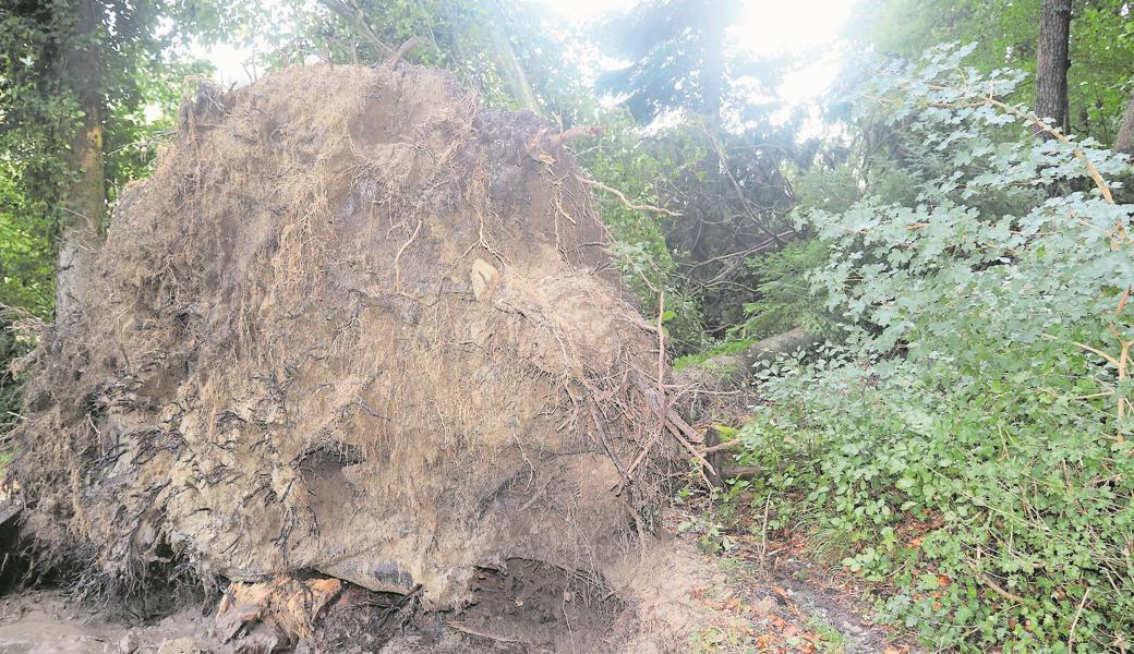 Den Baum riss der Sturm samt Wurzelwerk aus.