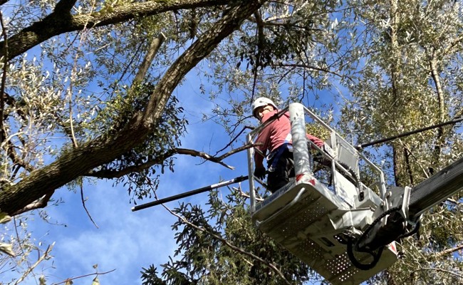 Die Mistel mit ihren dichten, grünen Kugeln: Plage, Aberglaube und Arznei