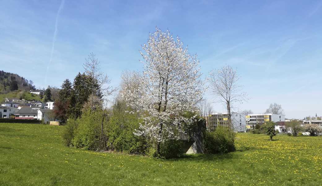 Derzeit verschmilzt der Bunker mit der blühenden Natur.  