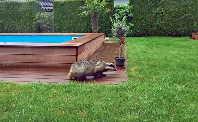 «Zuerst dachte ich, es sei ein Hund»