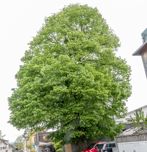 Diese Linde ist im Baumqartett vertreten. 