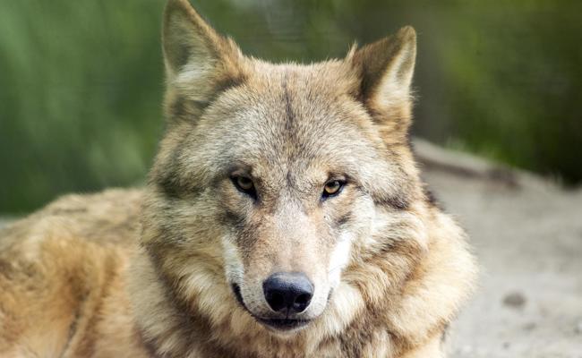 Wolf reisst Schafe im Kornberg-Tobel