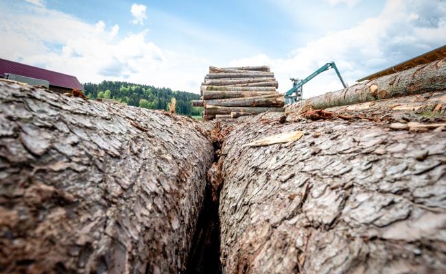 Holzkäufer «nöd z’fescht ploge»
