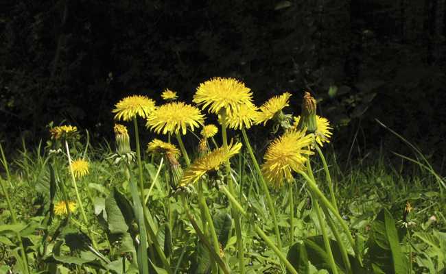 Wildkräuter sammeln: So wird Löwenzahn zum Genuss