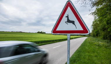 Auto prallt bei Wildunfall mit 100 Kilo schwerem Hirsch zusammen
