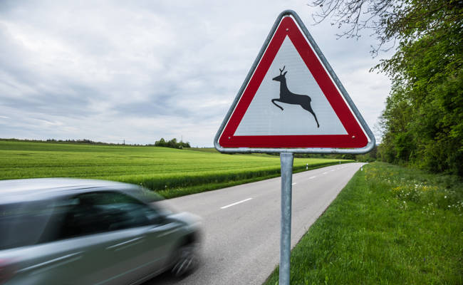 Auto prallt bei Wildunfall mit 100 Kilo schwerem Hirsch zusammen