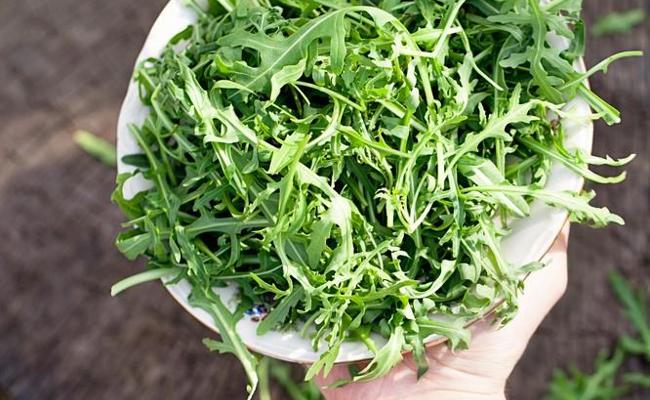 «Bei Rucola scheiden sich die Geister»