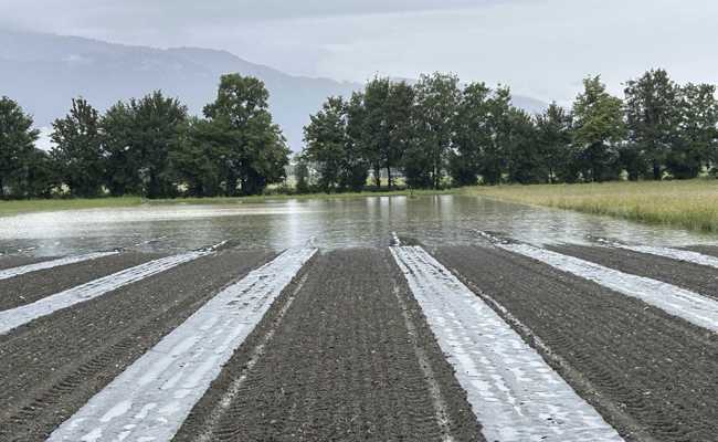 Dauerregen bedroht Ernten: Salat und Kartoffeln unter Wasser