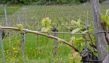 Der Weindurst wird weniger und Winzer bleiben dennoch optimistisch