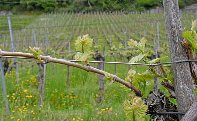 Der Weindurst wird weniger und Winzer bleiben dennoch optimistisch