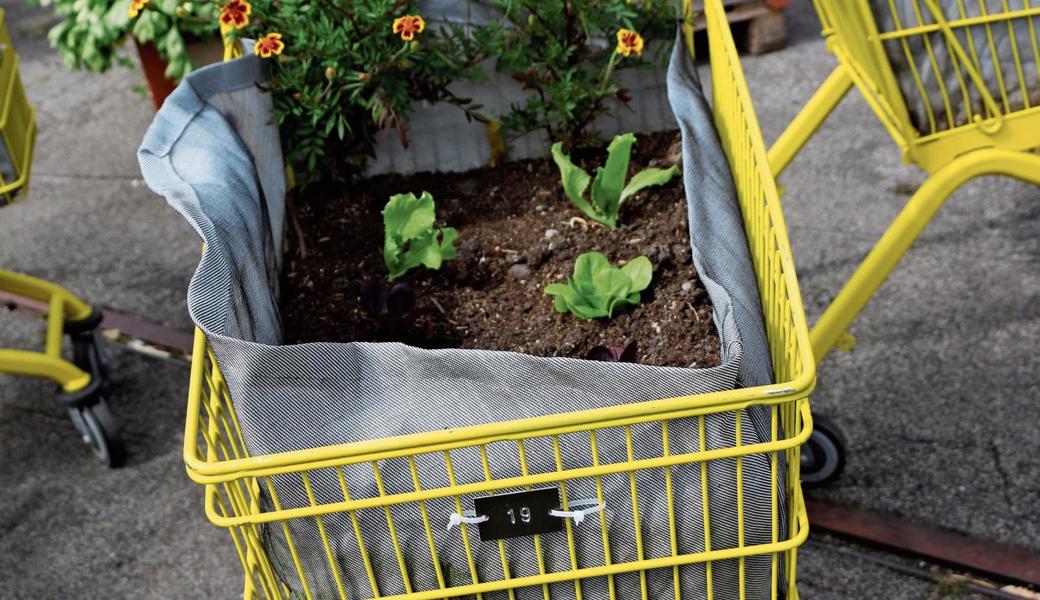 Gekaufte Setzlinge in gekaufter Erde mit gekauftem Dünger: Da braucht es (fast) nur noch Wasser zum Ernteglück.  